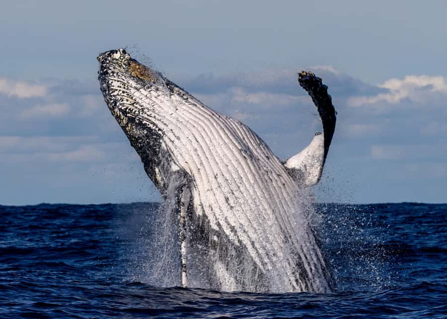 Sydney: Scenic Whale Watching Cruise - Whales Guaranteed - Why Sydney Is a Strong Whale-Watching Base