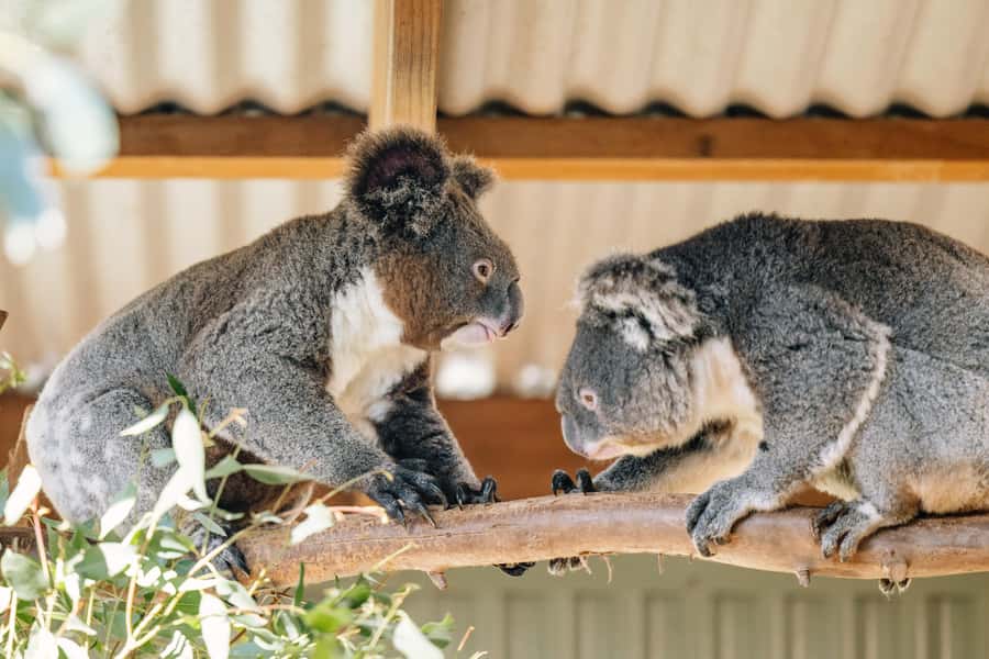 Sydney: Small Group Blue Mountains, Wildlife & Waterfalls - Featherdale Wildlife Park before the crowds