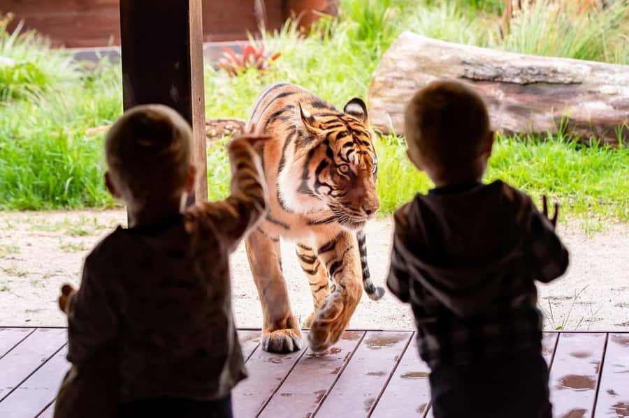 Sydney: Taronga Zoo Ticket with Return Ferry - Entering a zoo built into a hillside