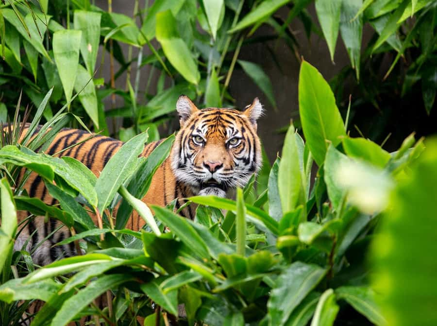 Sydney: Taronga Zoo Ticket with Return Ferry - Keeper talks turn a self-guided day into a better one