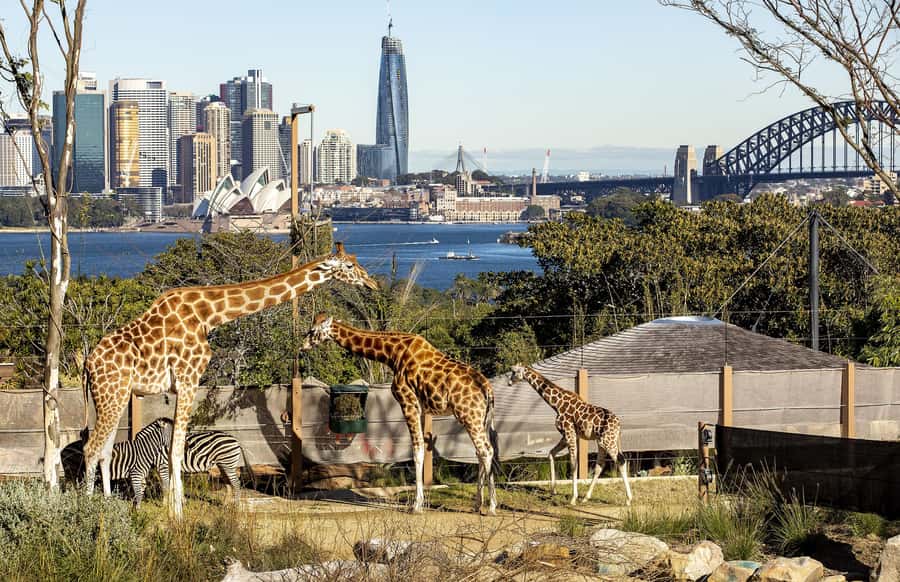 Sydney: Taronga Zoo Ticket with Return Ferry - The harbour views may rival the animals