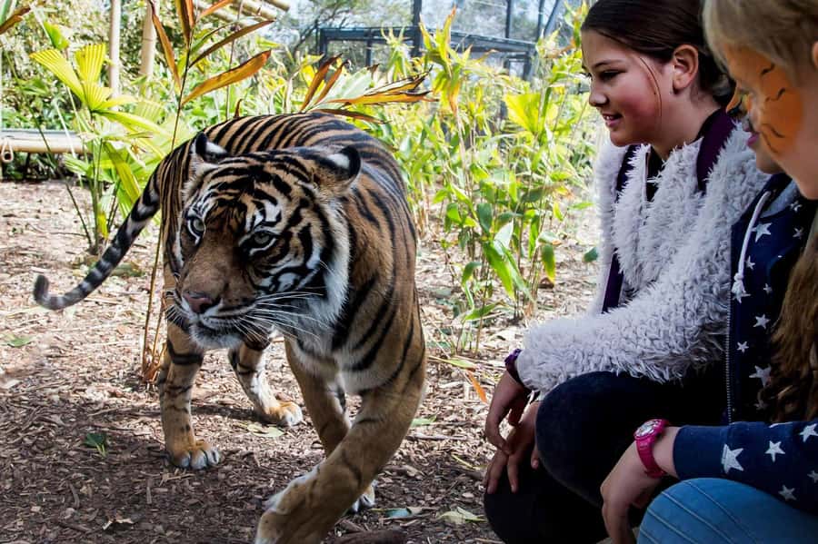 Sydney: Taronga Zoo Ticket with Return Ferry - Food, breaks, and the cost of a full day