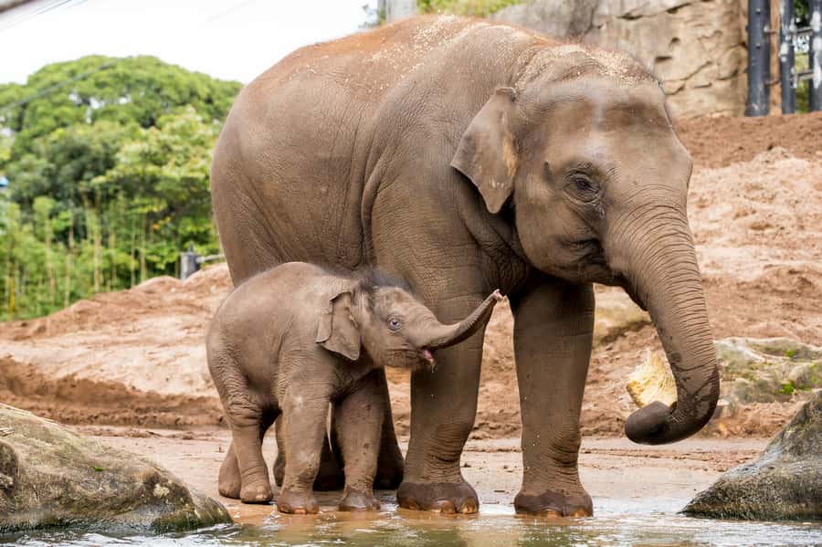 Sydney: Taronga Zoo Ticket with Return Ferry - Who will enjoy this most
