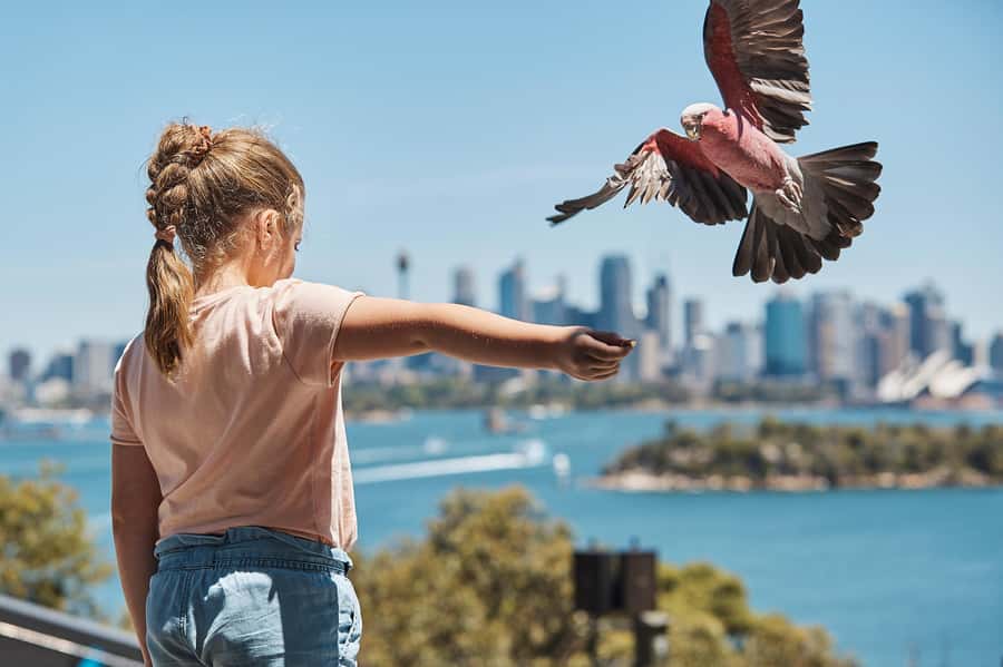 Sydney: Taronga Zoo Ticket with Return Ferry - Should you book the Taronga Zoo ferry combination?