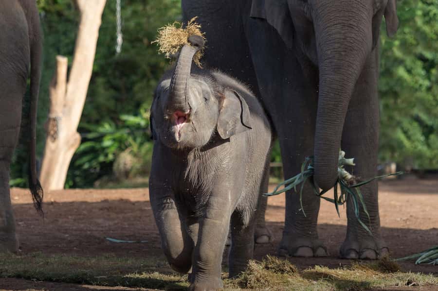 Sydney: Taronga Zoo Ticket with Return Ferry - Australian wildlife and rare species