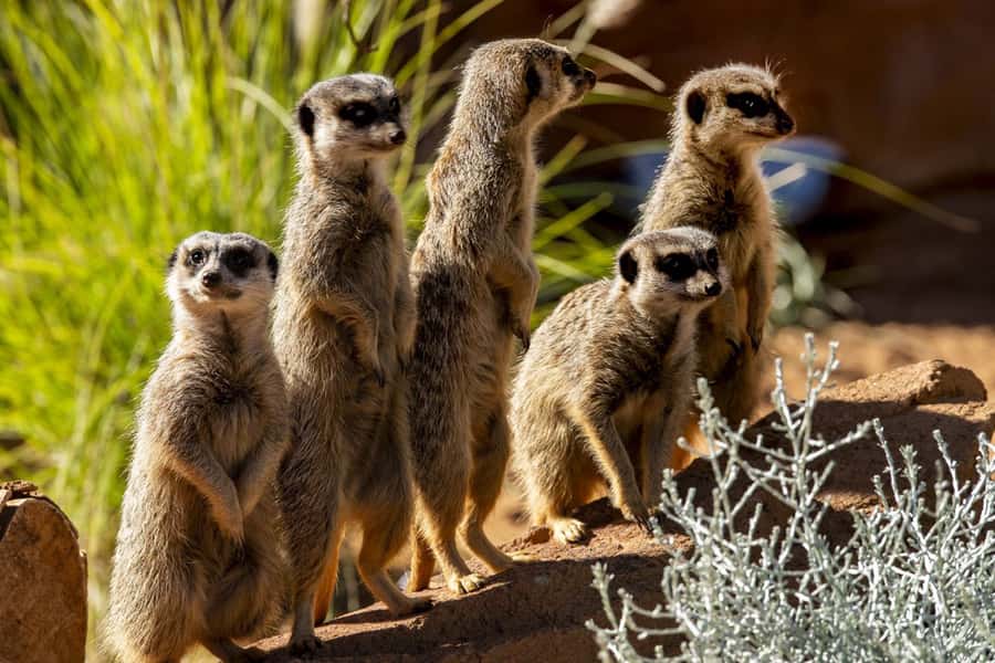 Sydney: Taronga Zoo Tickets - Food, rest areas, and the practical cost of a full day