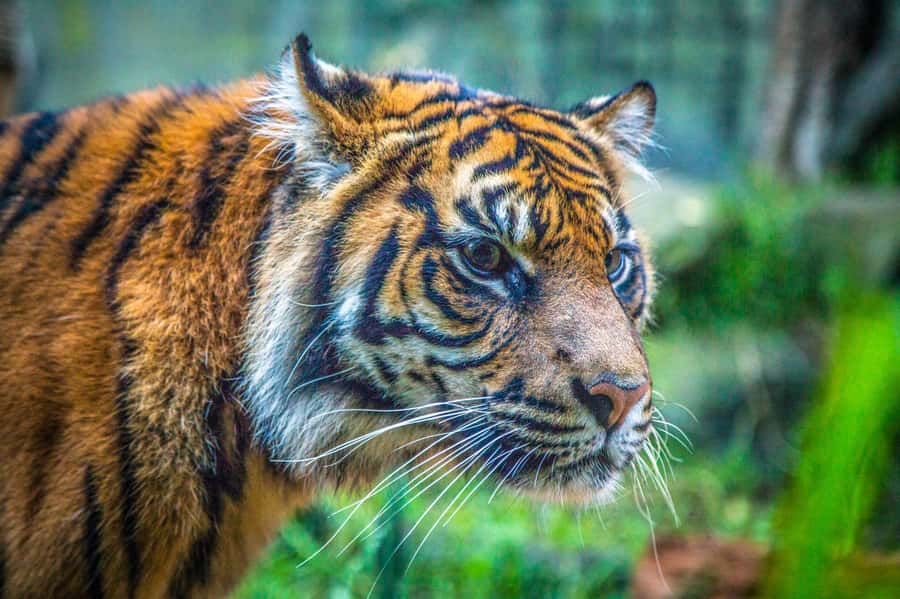 Sydney: Taronga Zoo Tickets - Why Taronga Zoo is more than a standard zoo visit