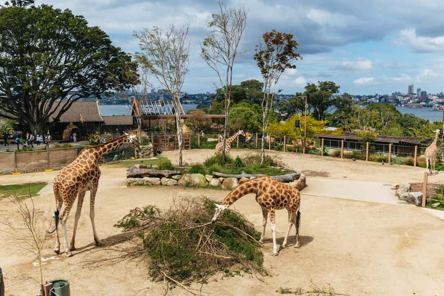 Sydney: Taronga Zoo Tickets - Start high and work downhill through nine trails