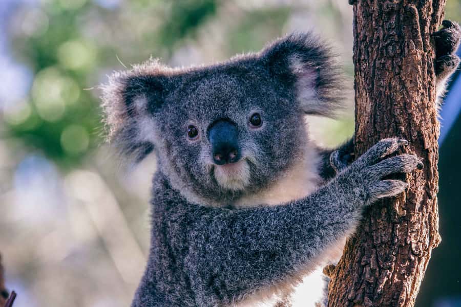 Sydney: Taronga Zoo Tickets - Tigers, elephants, red pandas, and smaller stars