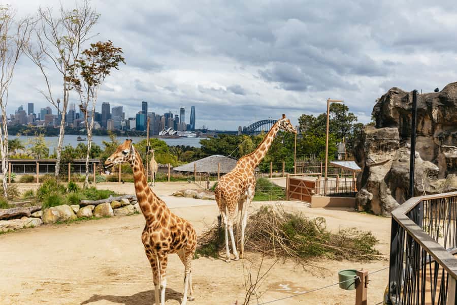 Sydney: Taronga Zoo Tickets - Reptile World and the rainforest route