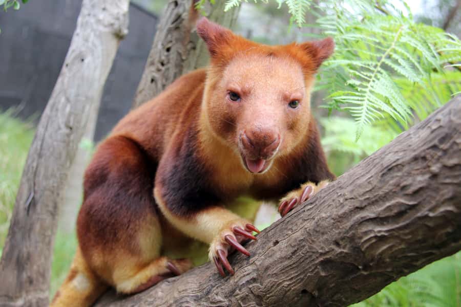 Sydney: Taronga Zoo Tickets - Seals, birds, and the presentations worth planning around