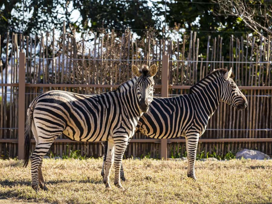 Sydney: Taronga Zoo Tickets - Arriving by ferry from Circular Quay