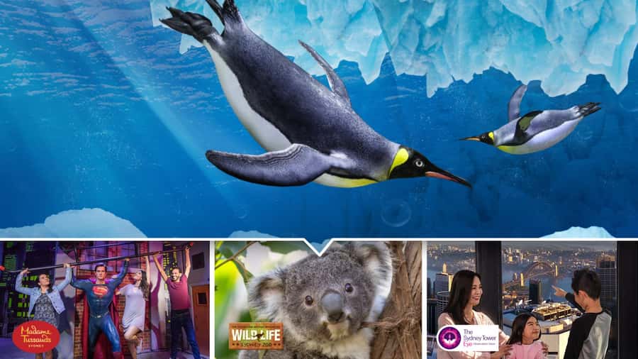Sydney: Ultimate City Pass for 4 Attractions with Skywalk - Key points to know before you book