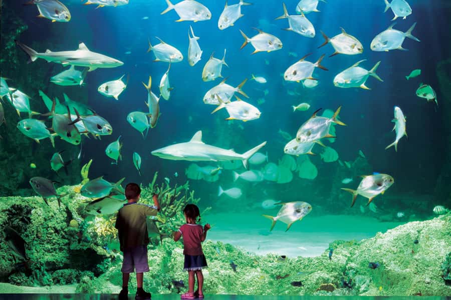 Sydney: Ultimate City Pass for 4 Attractions with Skywalk - WILD LIFE Sydney Zoo offers an all-Australian animal stop
