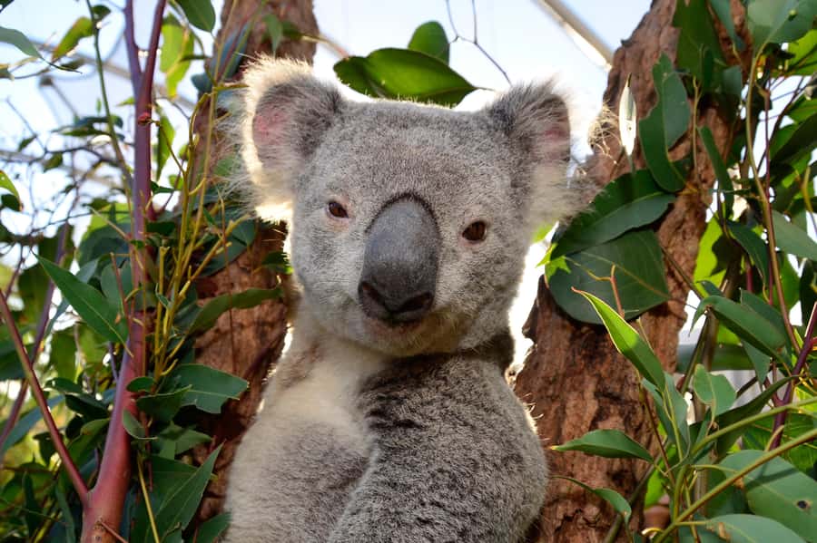 Sydney: Ultimate City Pass for 4 Attractions with Skywalk - Madame Tussauds Sydney keeps the mood playful