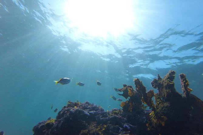 sydney underwater scooter tours - About 90 minutes viewing Clovelly’s marine life