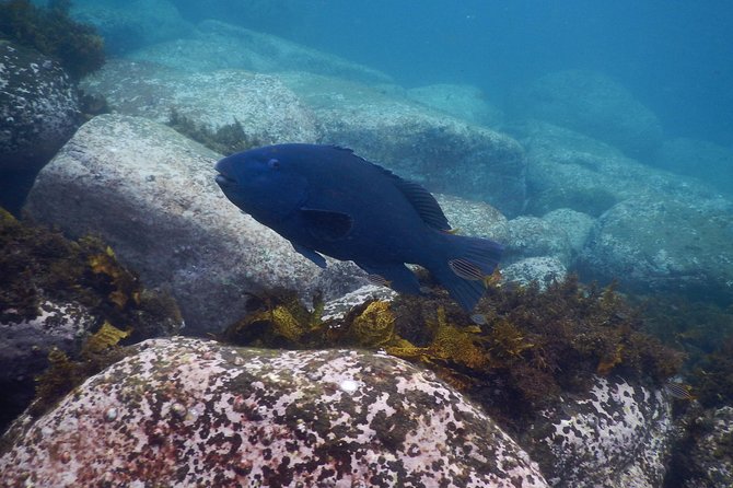 sydney underwater scooter tours - Gear included, and what you still need to arrange