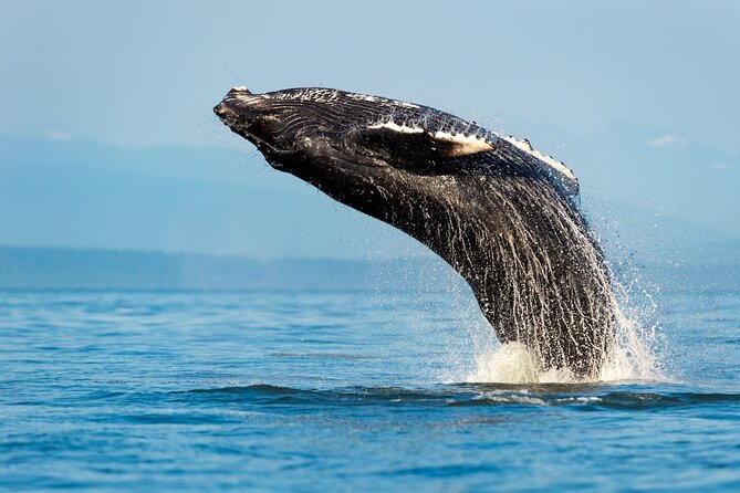 Sydney: Whale Watching Adventure Cruise - From Circular Quay to the open sea