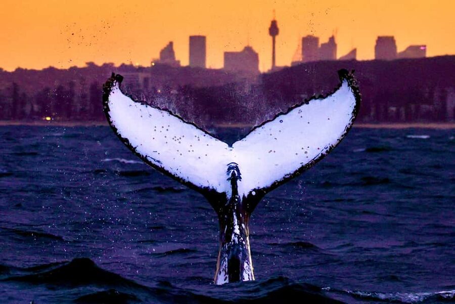 Sydney: Whale Watching Adventure Cruise - Whales Guaranteed! - Watching humpback whales in their natural habitat