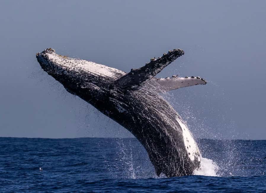 Sydney: Whale Watching Adventure Cruise - Whales Guaranteed! - How the catamaran affects your view