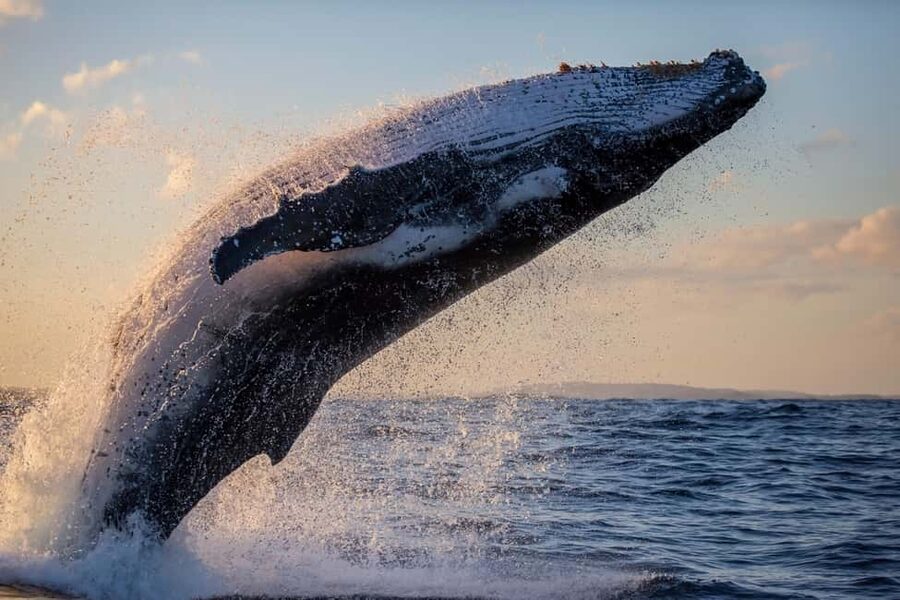Sydney: Whale Watching Adventure Cruise - Whales Guaranteed! - Is $43 good value?