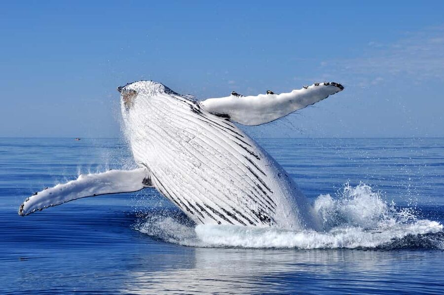 Sydney: Whale Watching Adventure Cruise - Whales Guaranteed! - Who will enjoy this cruise most?