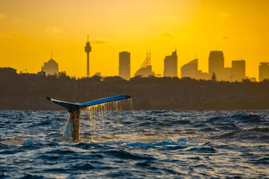 Sydney: Whale Watching Adventure Cruise - Whales Guaranteed! - My verdict on Barefoot Whale Watching Sydney