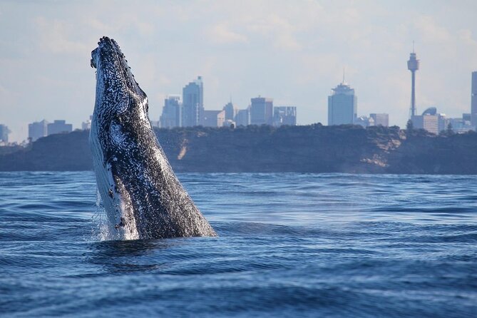 Sydney: Whale Watching Adventure Cruise - The ride offshore takes patience