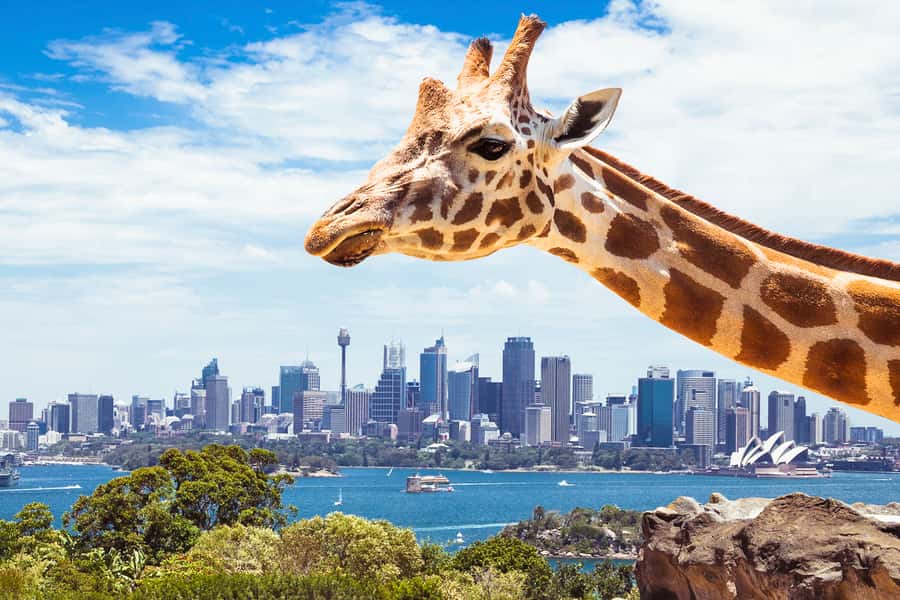 Sydney: Whale Watching Cruise and Taronga Zoo Package - Key points to know before you book