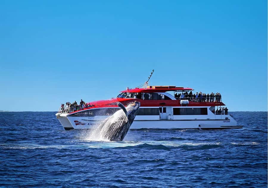 Sydney: Whale Watching Cruise and Taronga Zoo Package - Starting at Circular Quay Wharf 6