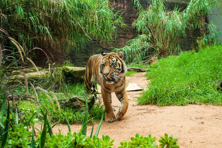 Sydney: Whale Watching Cruise and Taronga Zoo Package - Sea conditions, clothing, and motion sickness