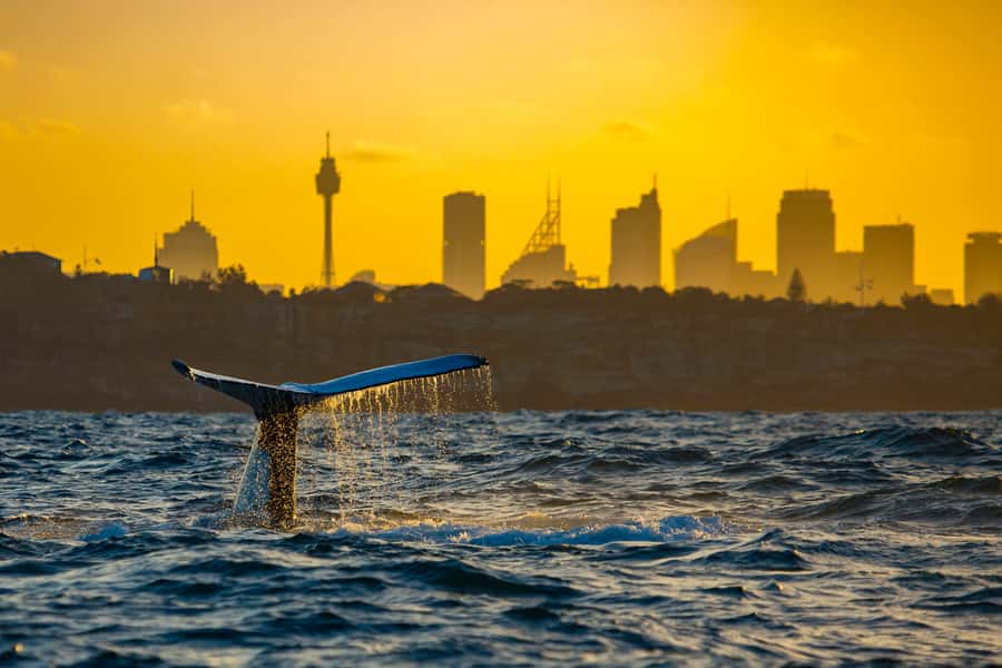 Sydney: Whale Watching Cruise and Taronga Zoo Package - Arriving at Taronga Zoo by water