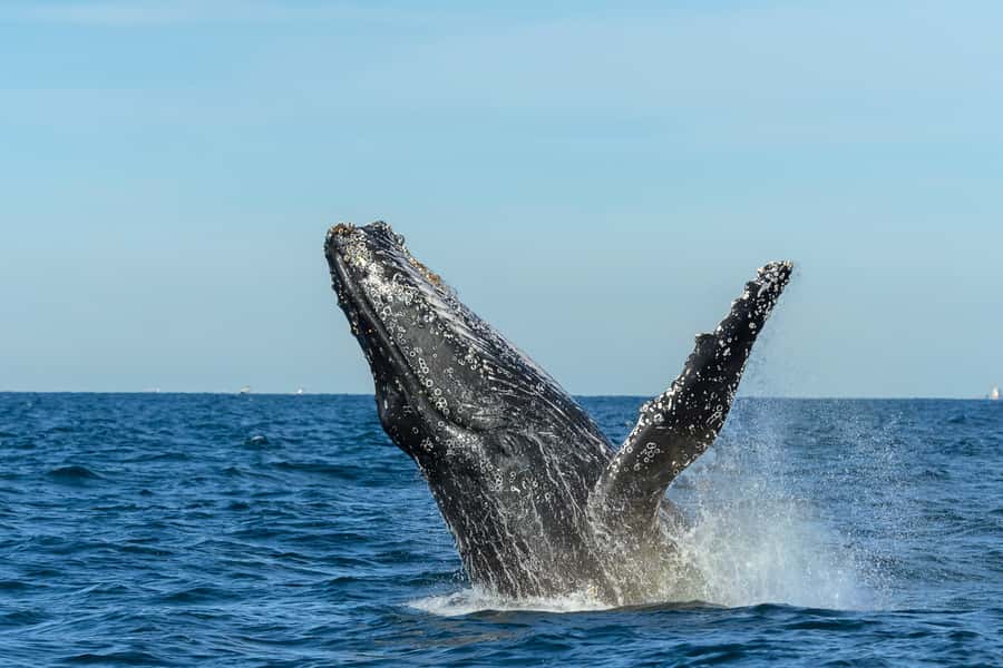 Sydney: Whale Watching Cruise and Taronga Zoo Package - Returning to Circular Quay by Rocket Ferry