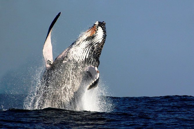 Sydney Whale-Watching Cruise Including Lunch or Breakfast - Key points to know before you book