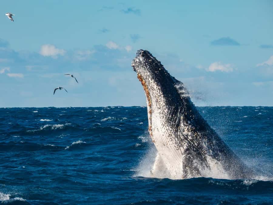 Sydney Whale Watching Cruise with Breakfast or Lunch - Key points to know before booking