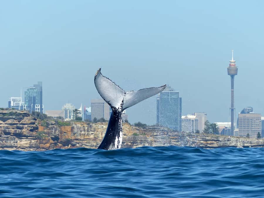 Sydney Whale Watching Cruise with Breakfast or Lunch - Why May to November is the right window