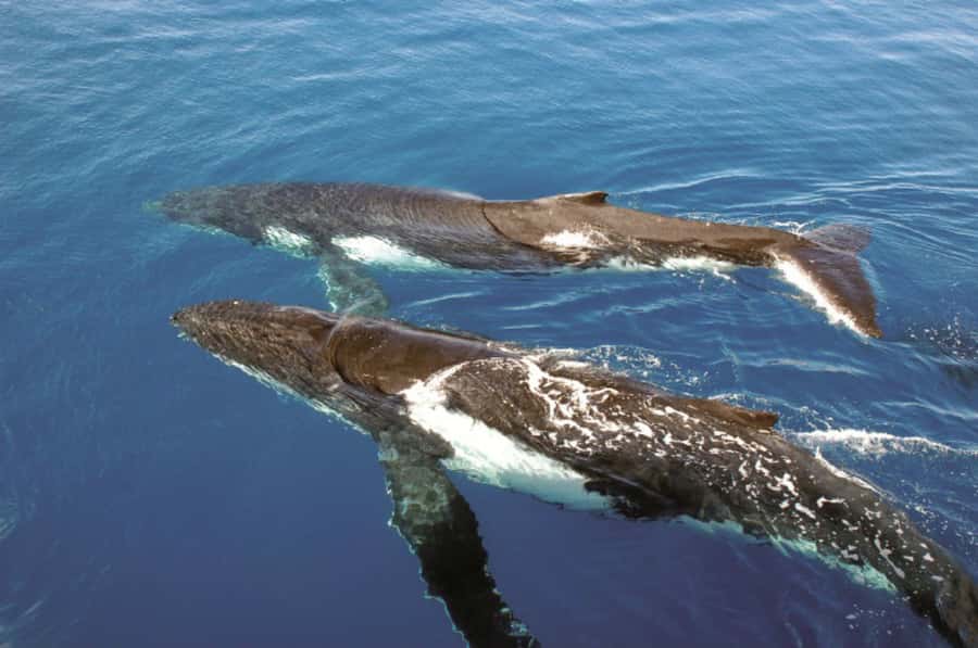 Sydney Whale Watching Cruise with Breakfast or Lunch - Finding whales beyond the heads
