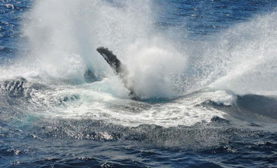 Sydney Whale Watching Cruise with Breakfast or Lunch - Is $70 good value?