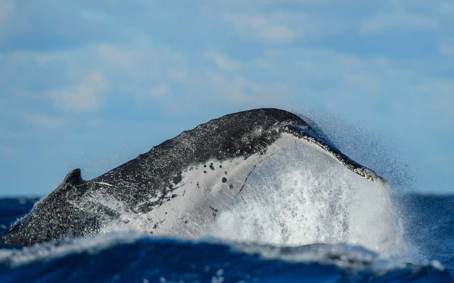 Sydney Whale Watching Cruise with Breakfast or Lunch - My verdict: book for the season and the sea conditions