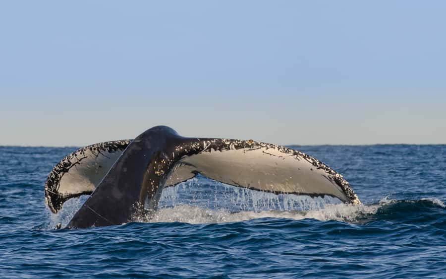 Sydney Whale Watching Cruise with Breakfast or Lunch - What the four hours really include