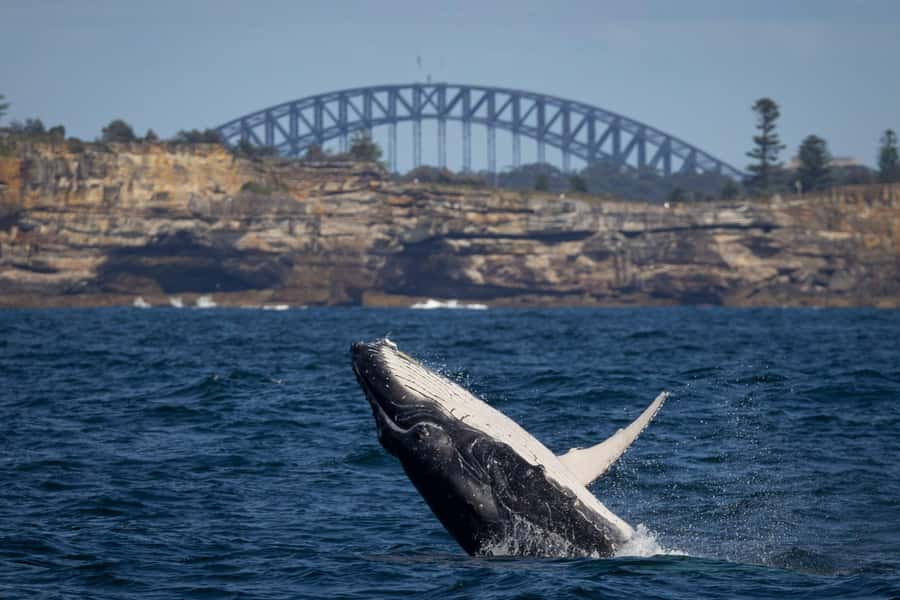 Sydney: Whale Watching & Wildlife Cruise - Why May to November is the right season