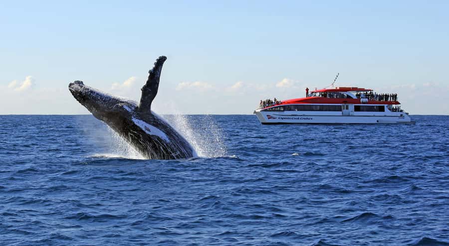 Sydney: Whale Watching & Wildlife Cruise - Sydney’s coastline is part of the trip