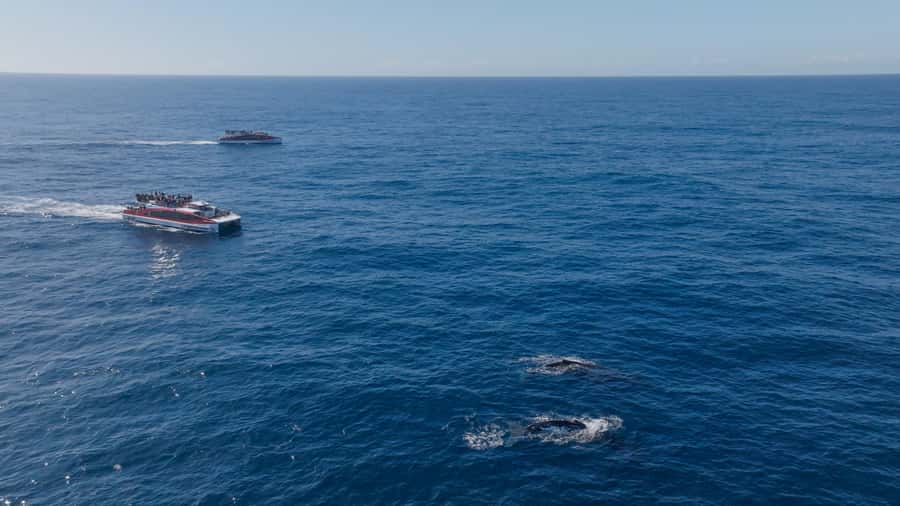 Sydney: Whale Watching & Wildlife Cruise - The vessel, seating, and the best place to look