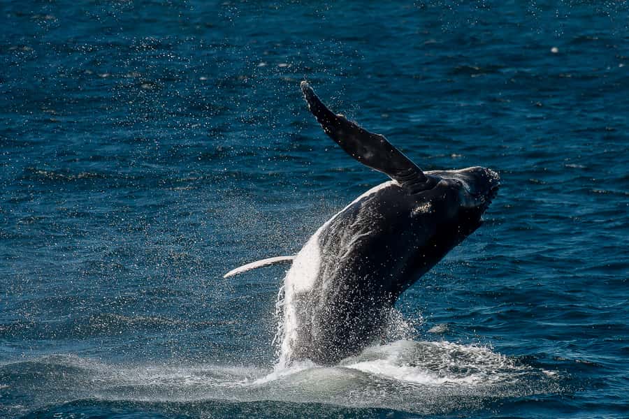 Sydney: Whale Watching & Wildlife Cruise - What the $67 price gets you