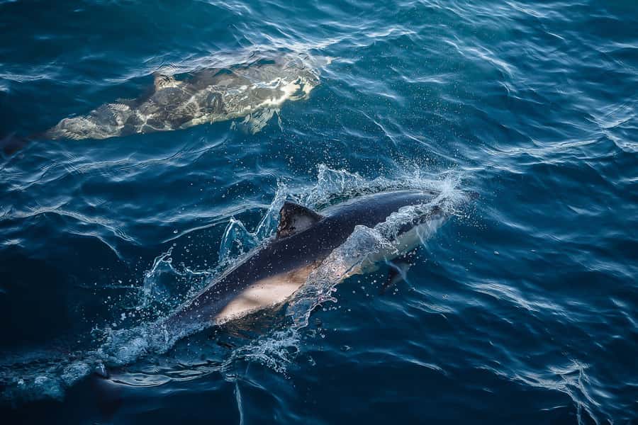 Sydney: Whale Watching & Wildlife Cruise - Who will enjoy this cruise most