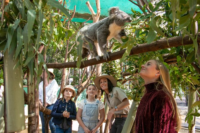 Tamborine Mountain TreeTop Challenge Adventure Park - How long to allow and how to pace your visit