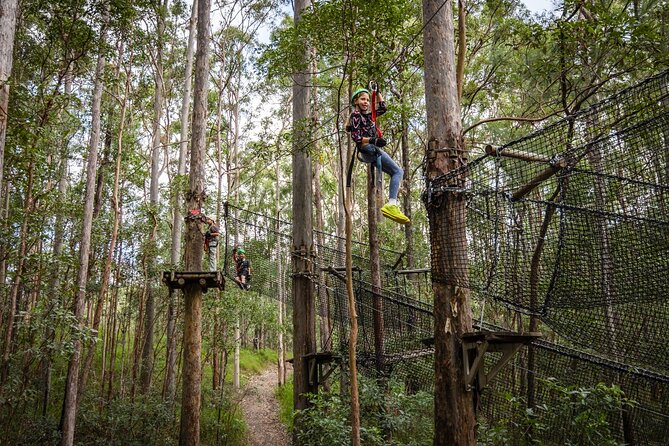 Tamborine Mountain TreeTop Challenge Adventure Park - Stop one: Tamborine Mountain and the rainforest setting
