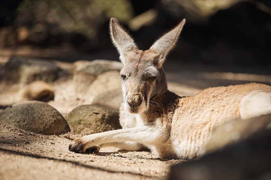 Taronga Zoo Aussie Backyard Adventure - Why the Australian animal focus matters