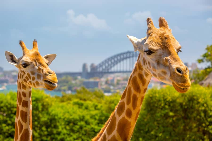 Taronga Zoo Aussie Backyard Adventure - What happens during the 90-minute walk