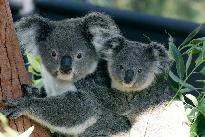 Taronga Zoo Entry & Return Ferry - Sydney Harbour - Why the ferry is the right way to reach Taronga Zoo